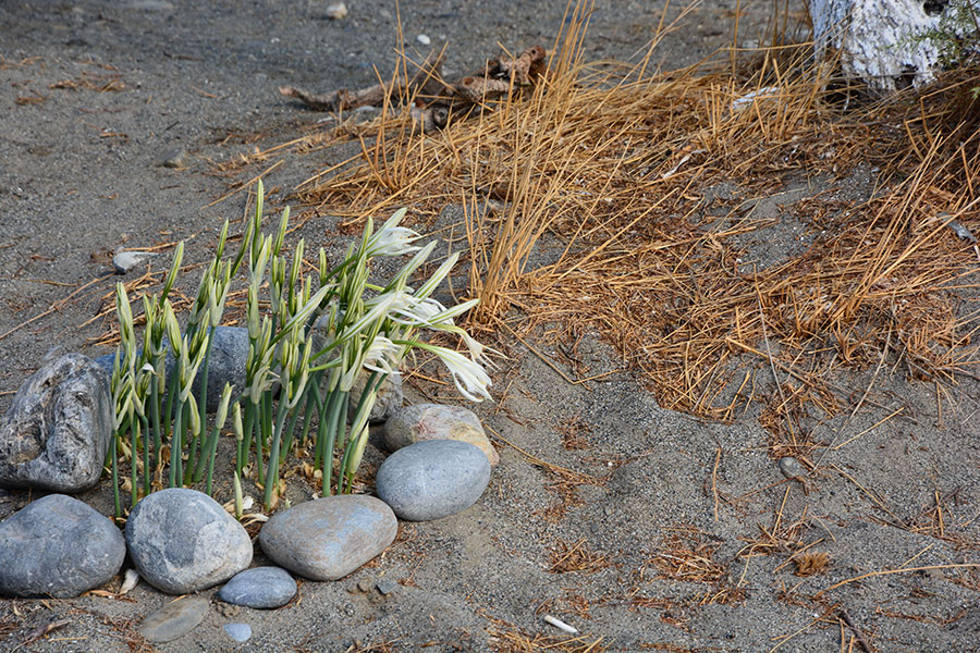 Gigli di Mare / PhotoSilvana Matozza, Guido Bonacci